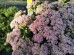 Rozchodnik okazały 'Brillant' (Sedum spectabile)