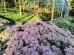 Rozchodnik okazały 'Brillant' (Sedum spectabile)