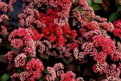 Rozchodnik wielki 'Dessert Black' (Sedum telephium)