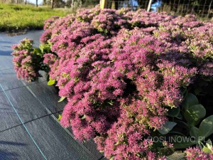 Rozchodnik okazały 'Hot Stuff' (Sedum spectabile)