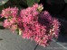 Rozchodnik okazały 'Hot Stuff' (Sedum spectabile)