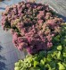 Rozchodnik okazały 'Hot Stuff' (Sedum spectabile)