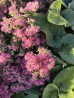 Rozchodnik okazały 'Hot Stuff' (Sedum spectabile)