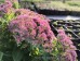 Rozchodnik okazały 'Hot Stuff' (Sedum spectabile)