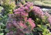 Rozchodnik okazały 'Hot Stuff' (Sedum spectabile)