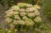 Rozchodnik okazały 'Hot Stuff' (Sedum spectabile)