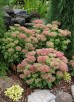 Rozchodnik okazały 'Hot Stuff' (Sedum spectabile)
