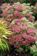 Rozchodnik okazały 'Hot Stuff' (Sedum spectabile)