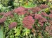 Rozchodnik wielki karpacki 'Herbstfreude' (Sedum telephium)