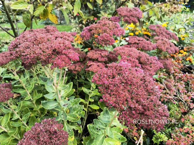 Rozchodnik wielki karpacki 'Herbstfreude' (Sedum telephium)