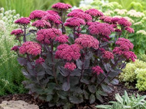 Rozchodnik wielki 'Oriental Dancer' (Sedum telephium)