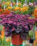 Rozchodnik wielki 'Oriental Dancer' (Sedum telephium)