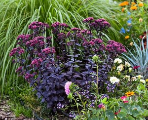 Rozchodnik wielki 'Oriental Dancer' (Sedum telephium)