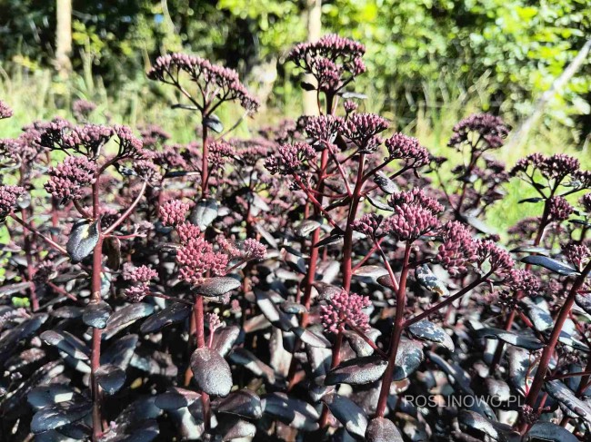 Rozchodnik wielki karpacki 'Touchdown Teak' (Sedum telephium)
