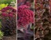 Rozchodnik wielki karpacki 'Touchdown Teak' (Sedum telephium)