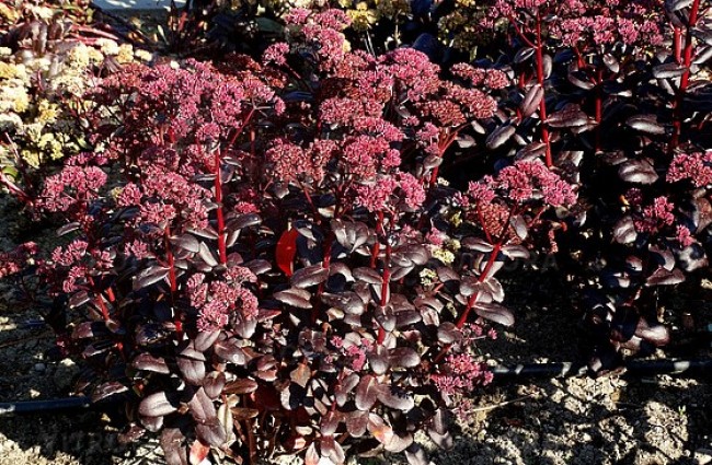 Rozchodnik wielki karpacki 'Touchdown Teak' (Sedum telephium)