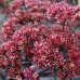 Rozchodnik wielki karpacki 'Touchdown Teak' (Sedum telephium)