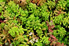 Rozchodnik biały 'Coral Carpet' (Sedum album)