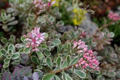 Rozchodnik kaukaski 'Tricolor' (Sedum spurium 'Tricolor')