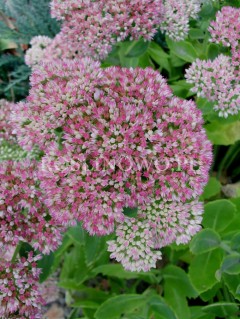 Rozchodnik okazały (Sedum spectabile) 'Rosea'