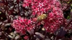 Rozchodnik okazały 'Purple Emperor' (Sedum spectabile)