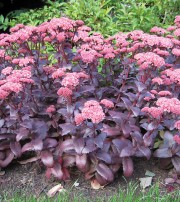 Rozchodnik okazały 'Purple Emperor' (Sedum spectabile)