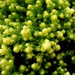 Rozchodnik ostry 'Yellow Queen' (Sedum acre)