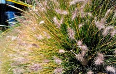 Rozplenica japońska 'Little Bunny', Piórkówka karłowa (Pennisetum alopecuroides)