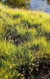 Rozplenica japońska 'Little Bunny', Piórkówka karłowa (Pennisetum alopecuroides)