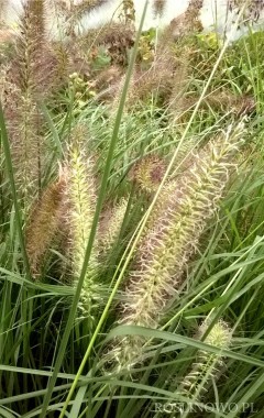 Rozplenica (piórkówka) japońska 'Cassian' - Pennisetum alopecuroides