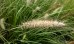 Rozplenica (piórkówka) japońska 'Cassian' - Pennisetum alopecuroides