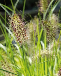 Rozplenica japońska 'Hameln Gold' (Pennisetum alopecuroides) - zestaw 10 sztuk