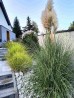 Rozplenica japońska 'National Arboretum' (Pennisetum alopecuroides) 