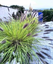 Rozplenica japońska 'National Arboretum' (Pennisetum alopecuroides) 