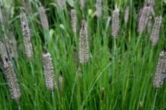 Rozplenica (piórkówka) japońska 'Autumn Magic' (Pennisetum alopecuroides)