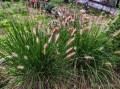 Rozplenica (piórkówka) japońska 'Hameln'  (Pennisetum alopecuroides)