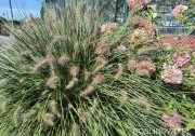 Rozplenica (piórkówka) japońska 'Hameln'  (Pennisetum alopecuroides)