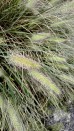 Rozplenica (piórkówka) japońska - Pennisetum alopecuroides