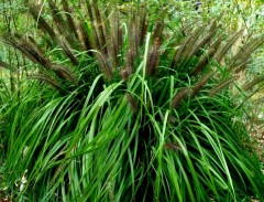 Rozplenica (piórkówka) japońska 'Moudry' (Pennisetum alopecuroides)