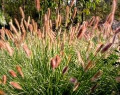 Rozplenica (piórkówka) japońska 'Paul's Giant' (Pennisetum alopecuroides)