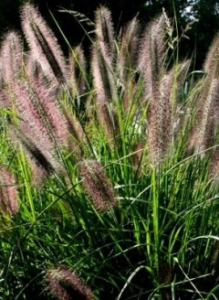 Rozplenica japońska 'Viridescens' (Pennisetum) piórkówkat