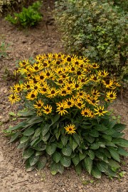 Rudbekia błyskotliwa ‘Little Goldstar’ (Rudbeckia fulgida) miniaturka