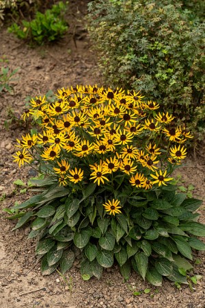 Rudbekia błyskotliwa ‘Little Goldstar’ (Rudbeckia fulgida) 