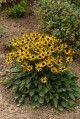 Rudbekia błyskotliwa ‘Little Goldstar’ (Rudbeckia fulgida) 