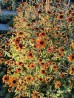 Rudbekia trójklapowa ‘Praire Glow’ (Rudbeckia triloba) 