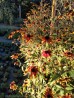 Rudbekia trójklapowa ‘Praire Glow’ (Rudbeckia triloba) 