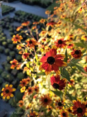 Rudbekia trójklapowa ‘Praire Glow’ (Rudbeckia triloba) 