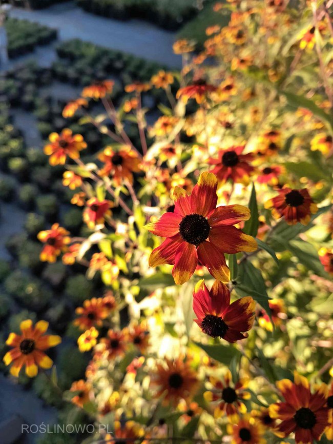 Rudbekia trójklapowa ‘Praire Glow’ (Rudbeckia triloba) 