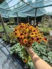 Rudbekia trójklapowa ‘Praire Glow’ (Rudbeckia triloba) 