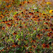 Rudbekia trójklapowa ‘Praire Glow’ (Rudbeckia triloba) 